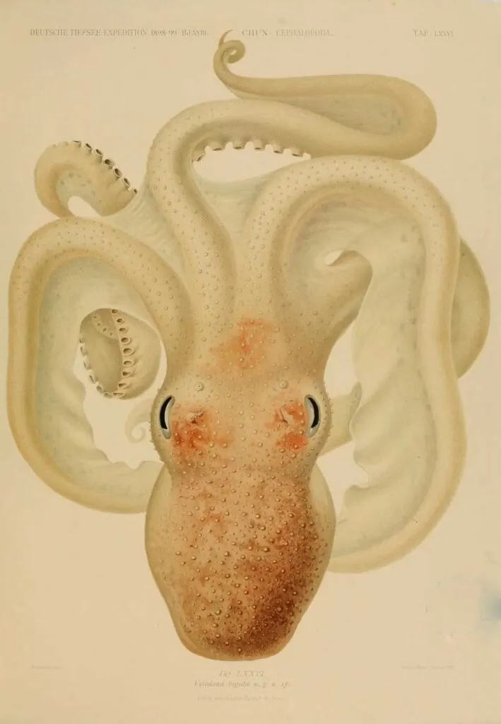Chun octopus drawings
