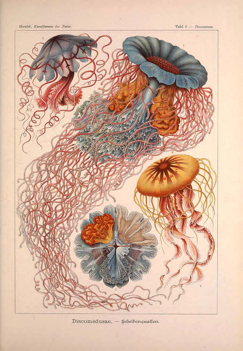 Ernst Haeckel Print Discomedusae