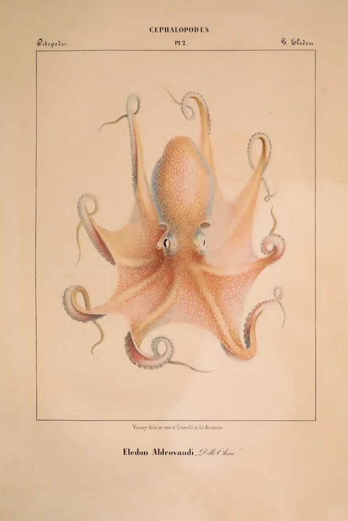 Eledon Aldrovandi octopus print