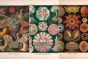 Ernst Haeckel feature images