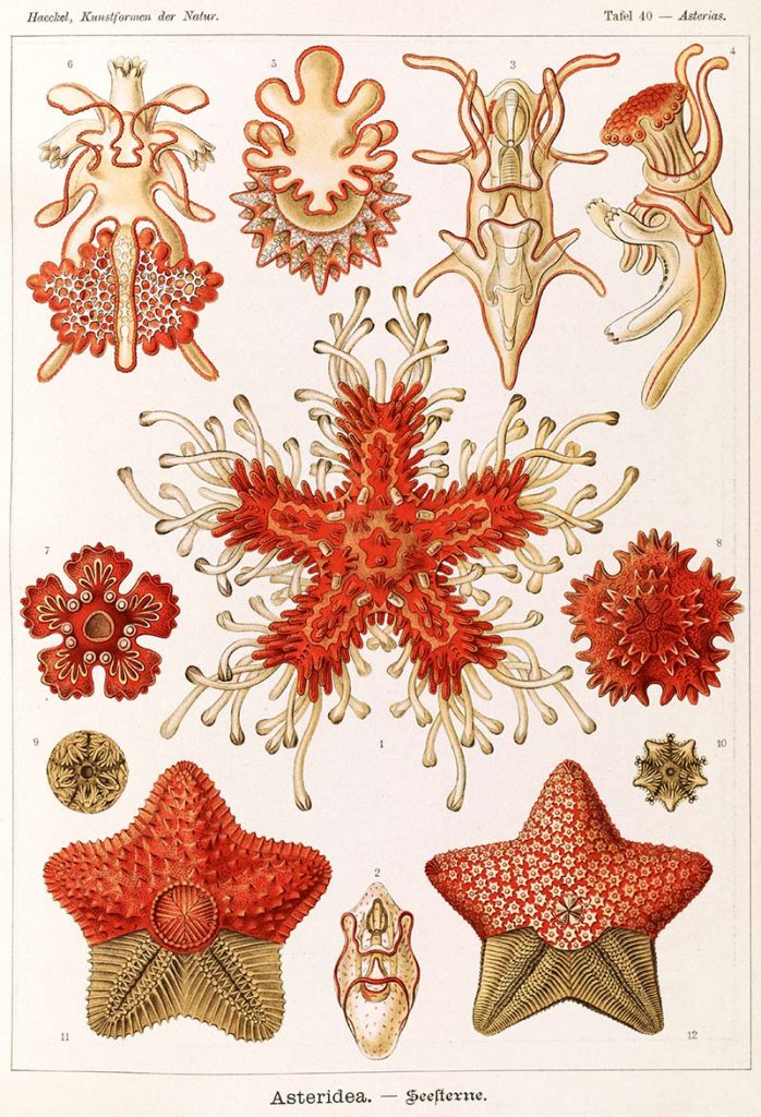 Asteridea - Starfish
