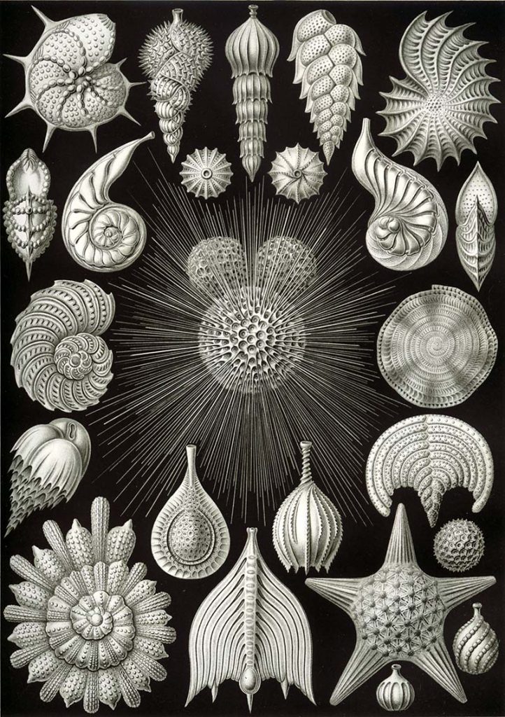 Thalamphora Ernst Haeckel