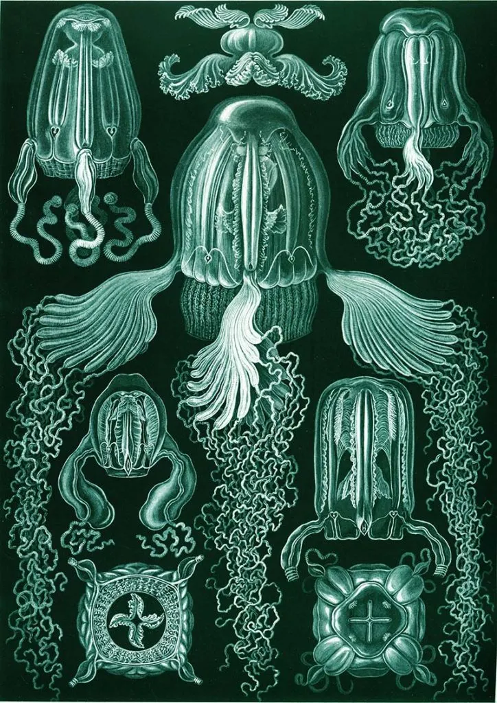 Ernst Haeckel drawings box jellyfish