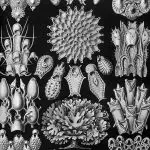 Monochrome Ernst Haeckel Prints