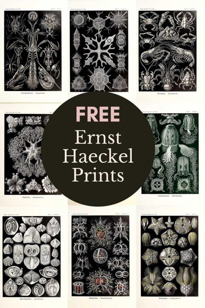 Monochrome Ernst Haeckel Prints 