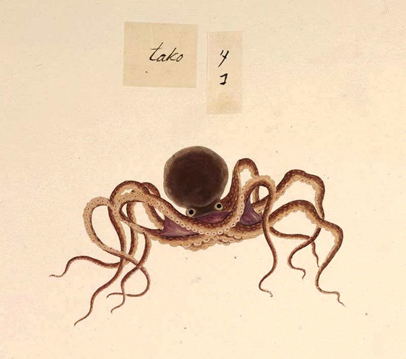 vintage octopus illustration