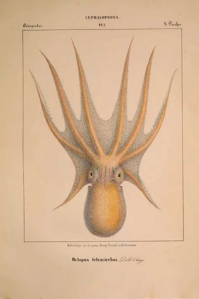 vintage fourhorn octopus illustration