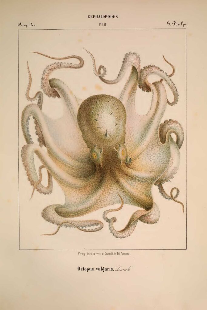 Common octopus illustration