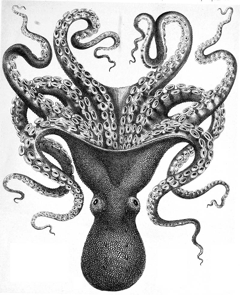 Octopus Verrucosus