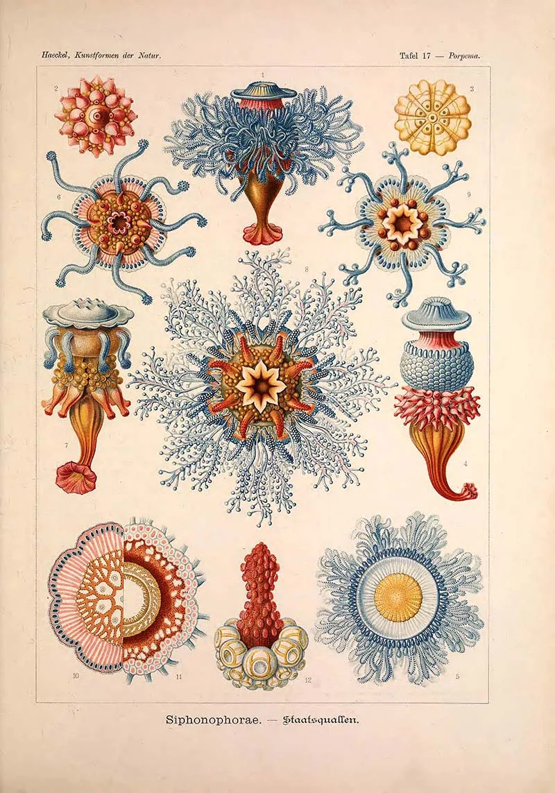 Siphonophorae Ernst Haeckel prints