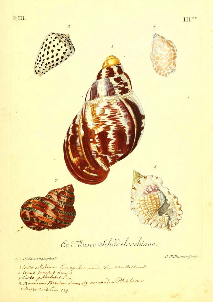 helix shell illustrations