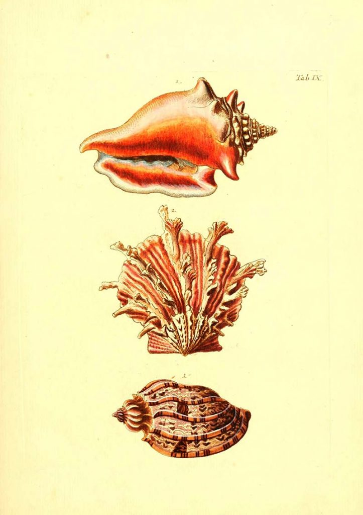 free vintage shell illustration