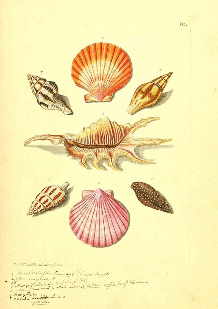 scallops and other shells
