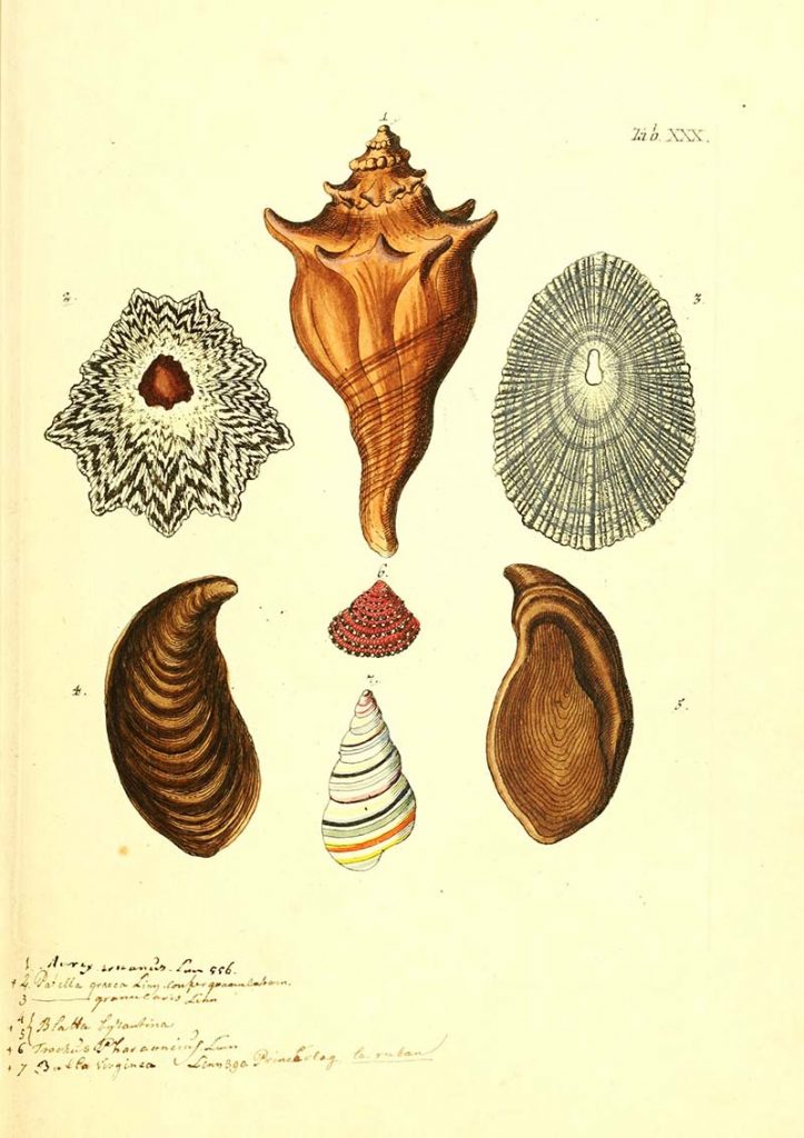 shell drawings