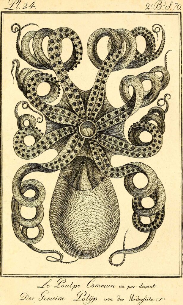 black and white drawing of the common octopus