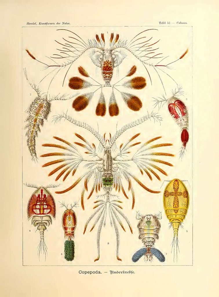Copepoda Ernst Haeckel Artform prints