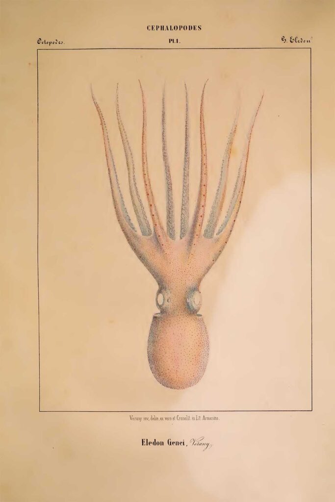 Eldon genei octopus print