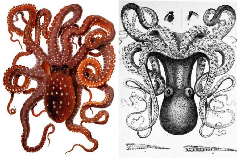 34 Awesome Copyright Free Vintage Octopus Illustrations & Art