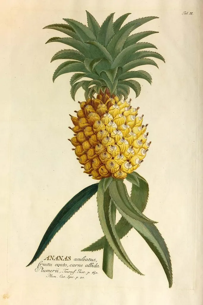 1765 Pineapple drawing