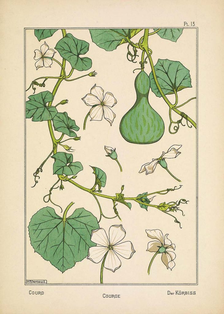Courge (Squash) Botanical prints
