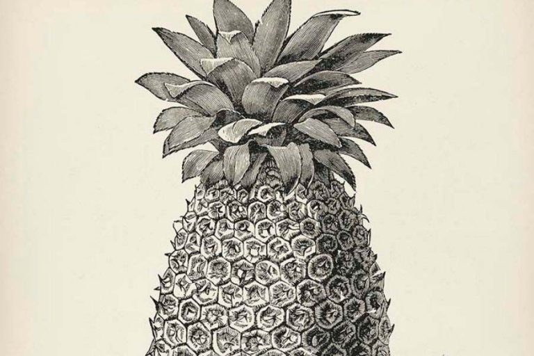 20 Free Vintage Pineapple Fruit and Plant Drawings