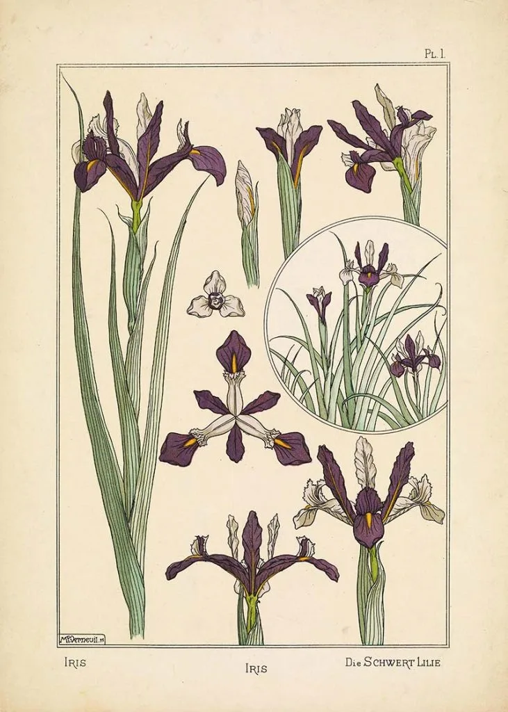 Maurice P. Verneuil Iris botanical print