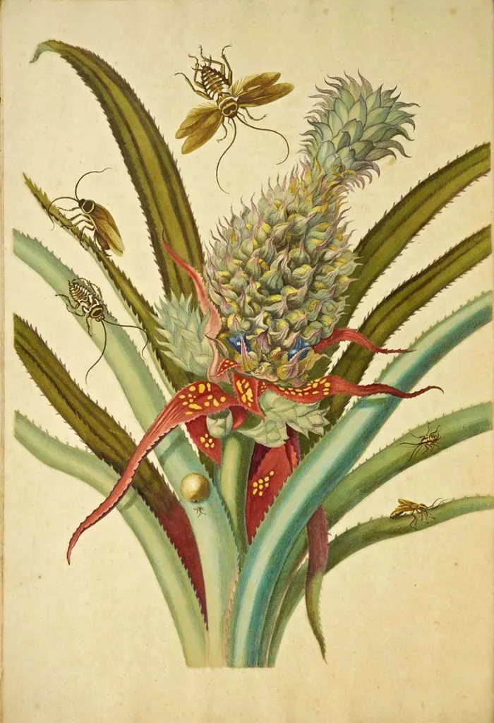 pineapple plant with insects