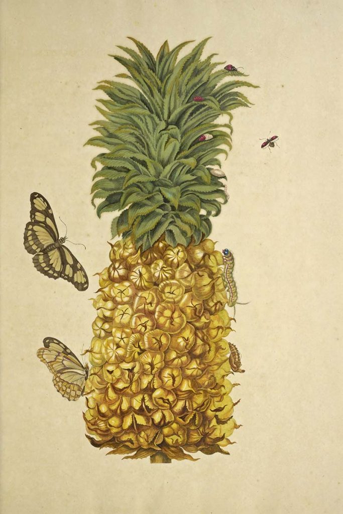 pineapple with insects