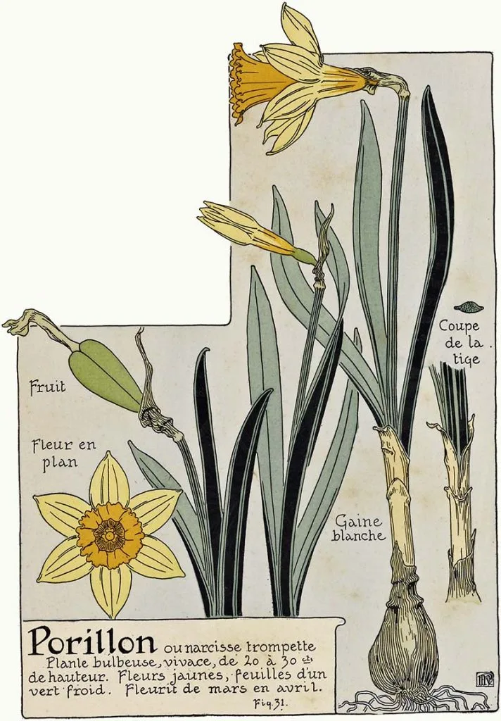 daffodil illustration