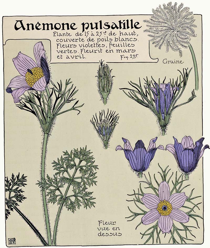 Anemone