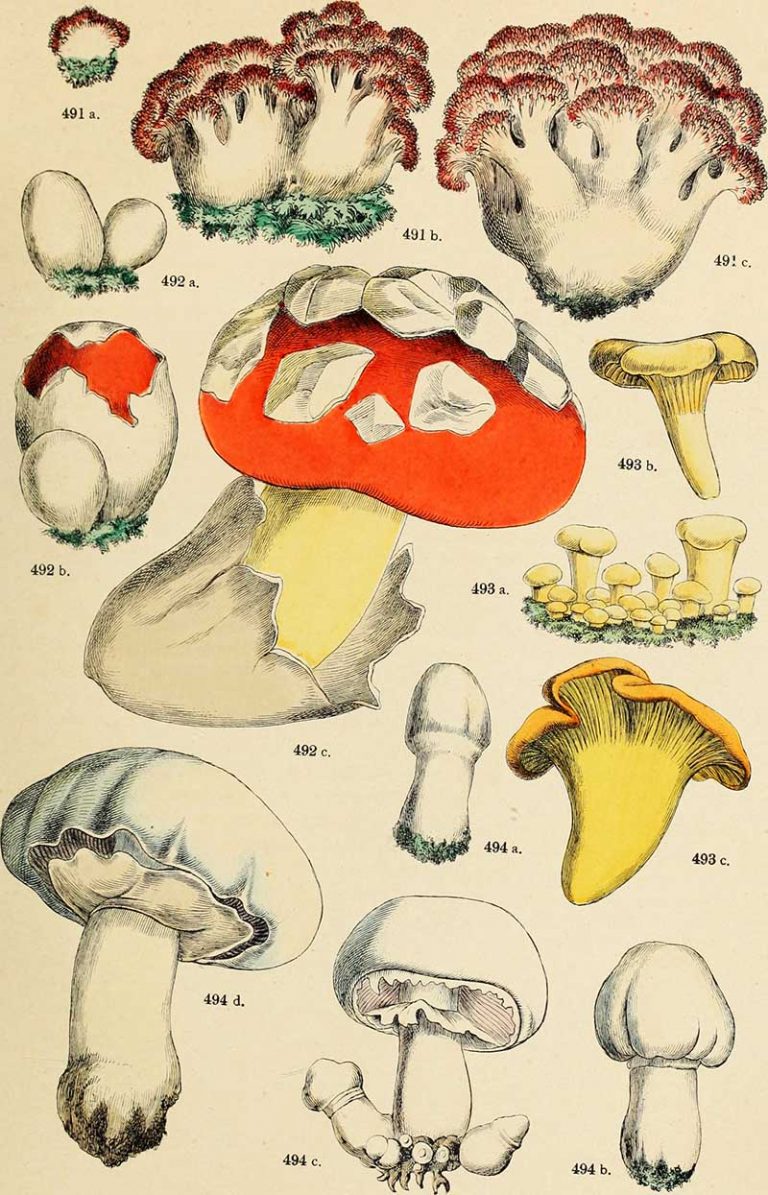 15 Free Mushroom Charts And Mushroom Illustrations To Print - Picture Box Blue