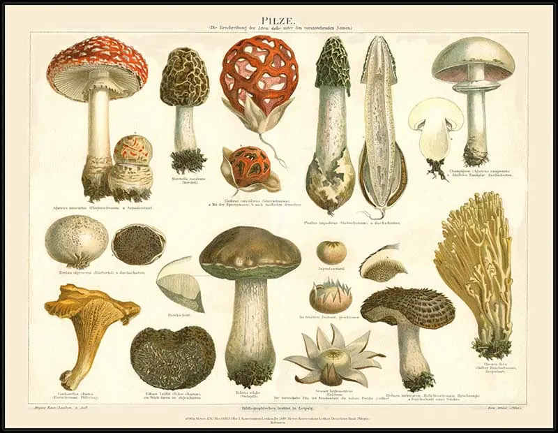 1889 mushroom drawings