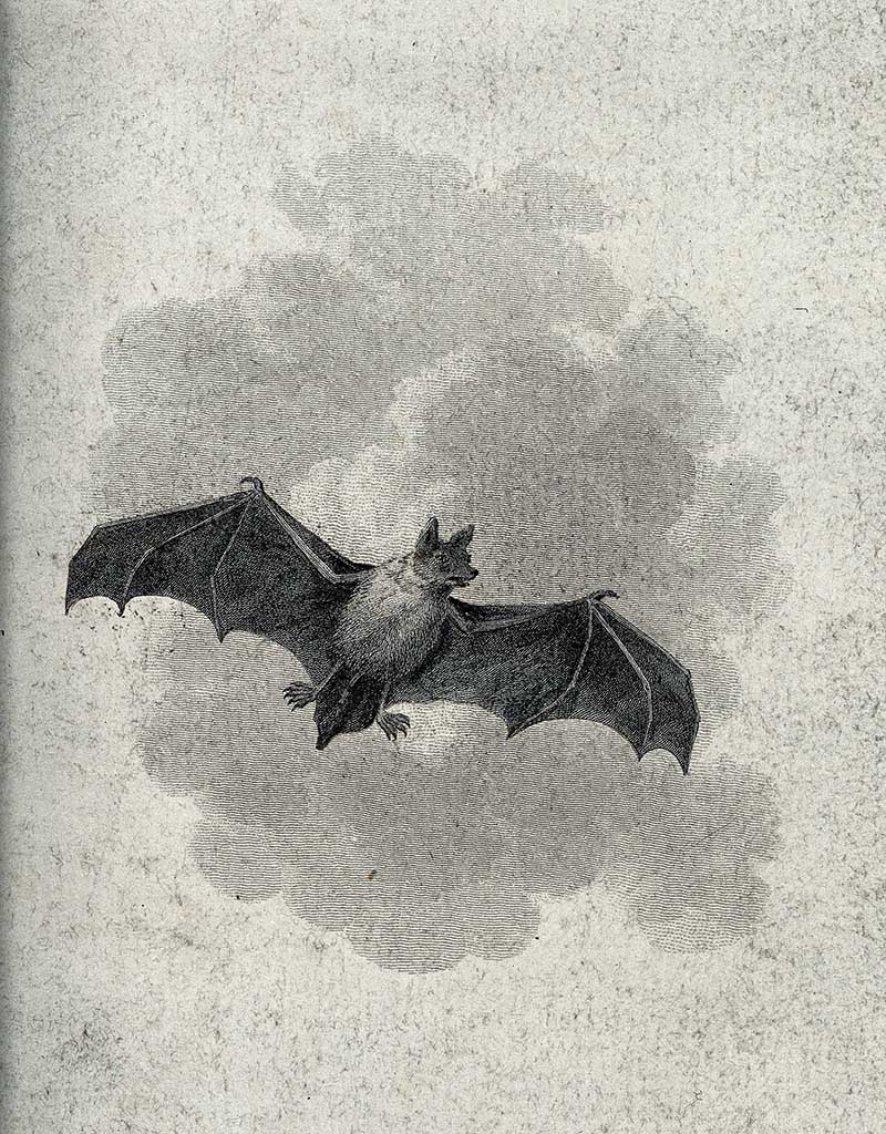 Flying short eared bat etching