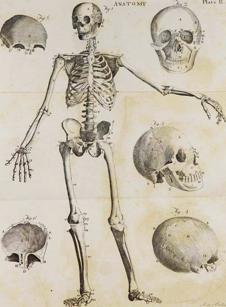 Human Skeleton Illustration