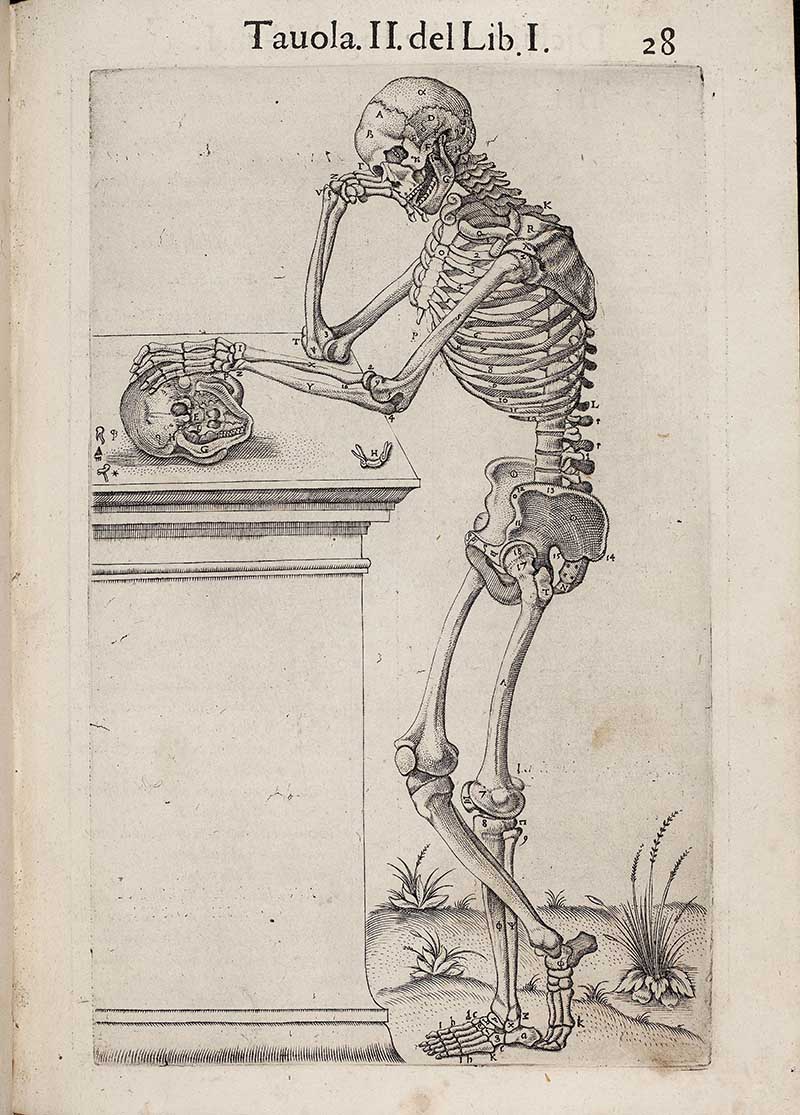 Skeleton with Skull by Valverde 1560