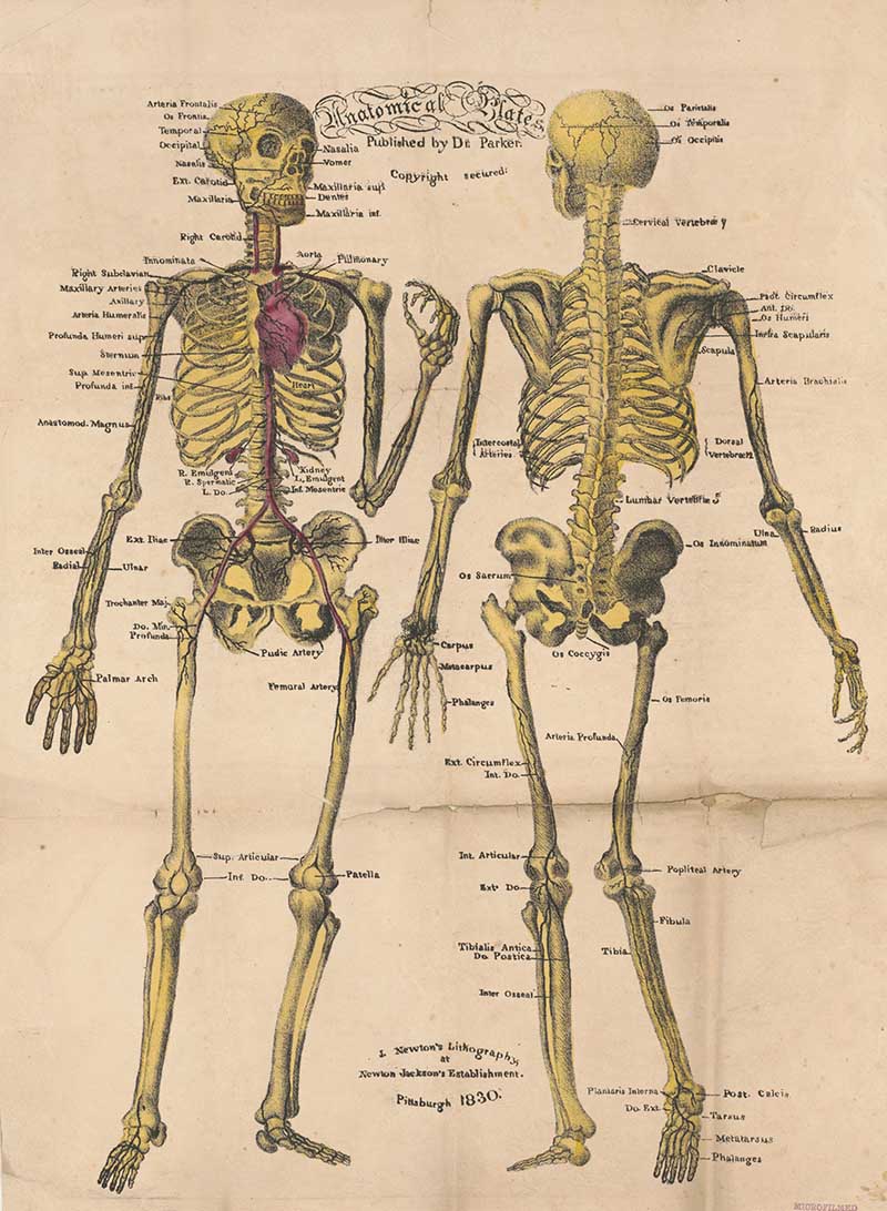 Anatomical plates, published by Dr. Parker back and front of skeleton with labeled bones