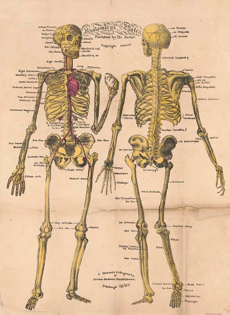 Anatomical plates, published by Dr. Parker back and front of skeleton with labeled bones
