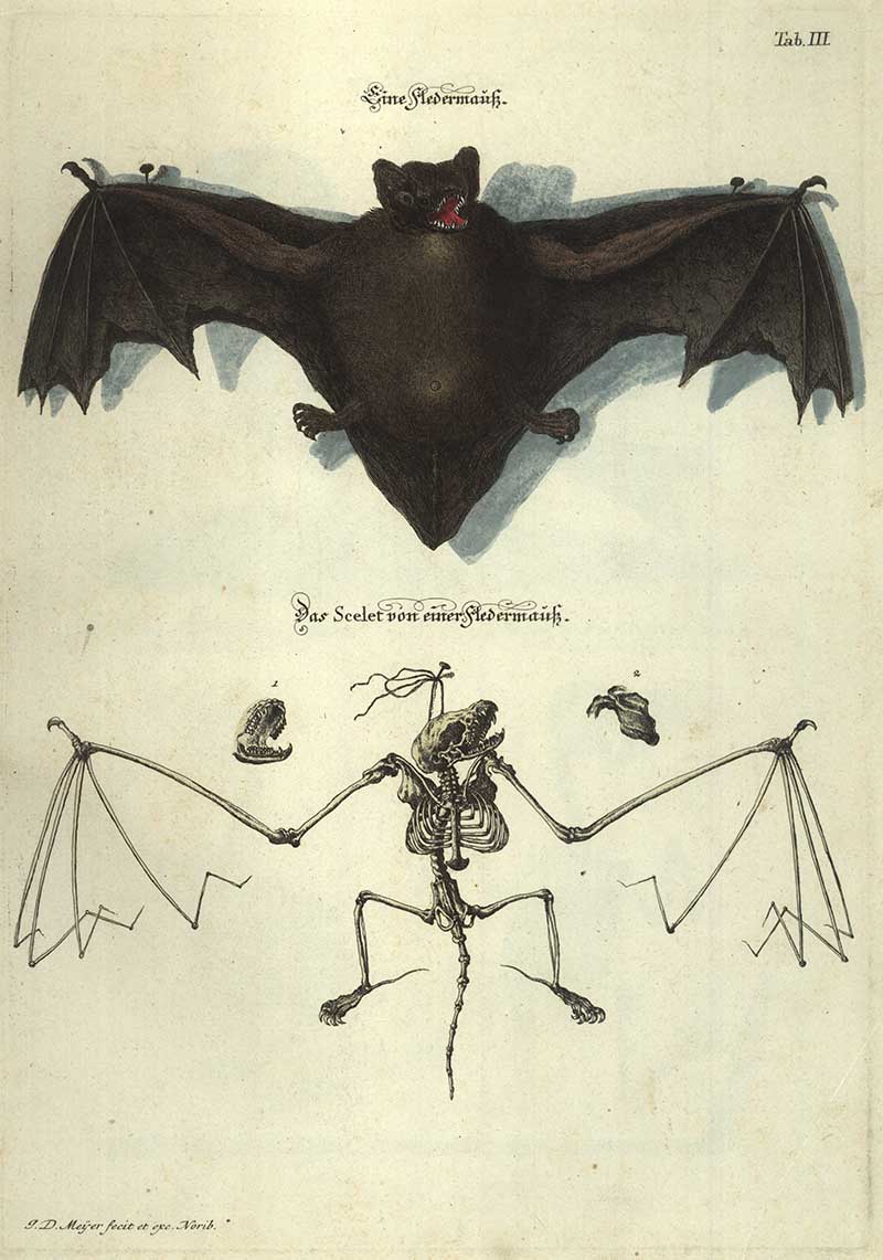 Bat with skeleton