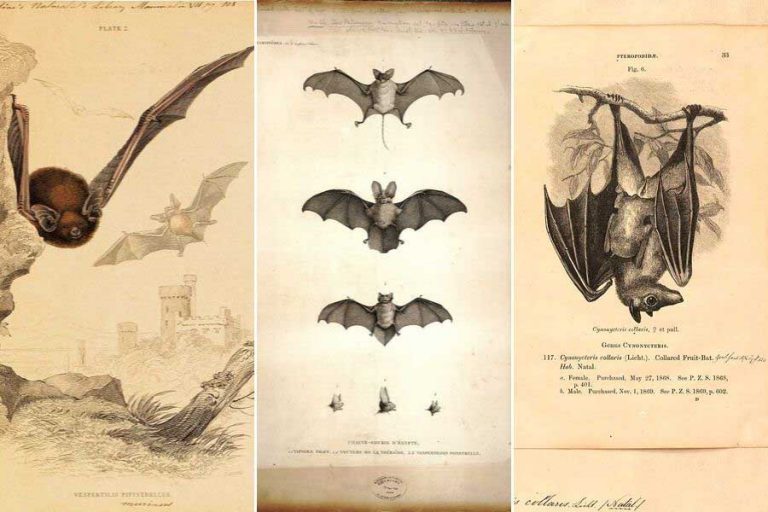 21 Free Spooky Vintage Bat Drawings For Halloween