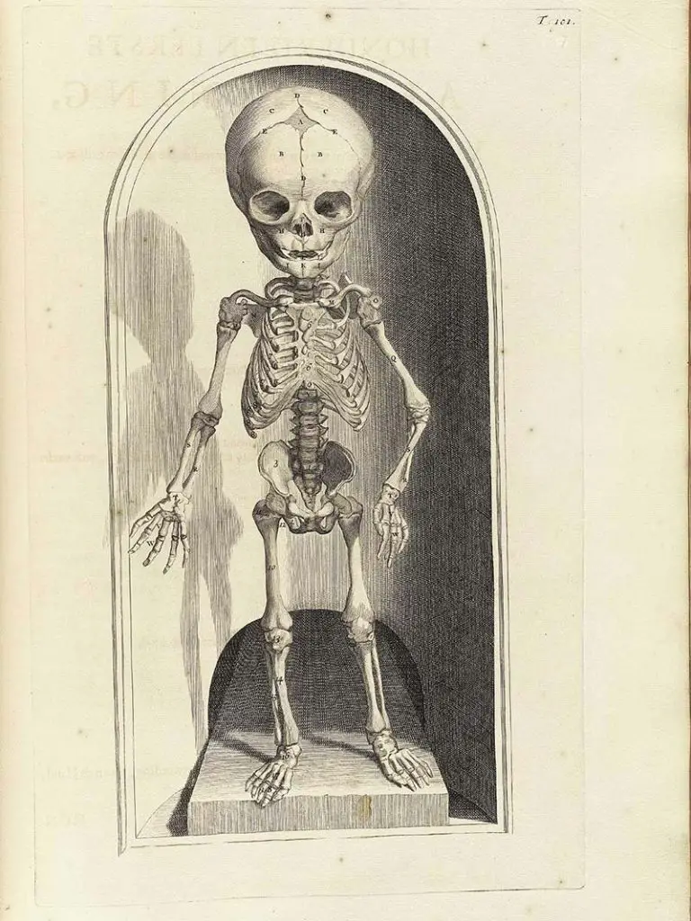 Child Skeleton Picture