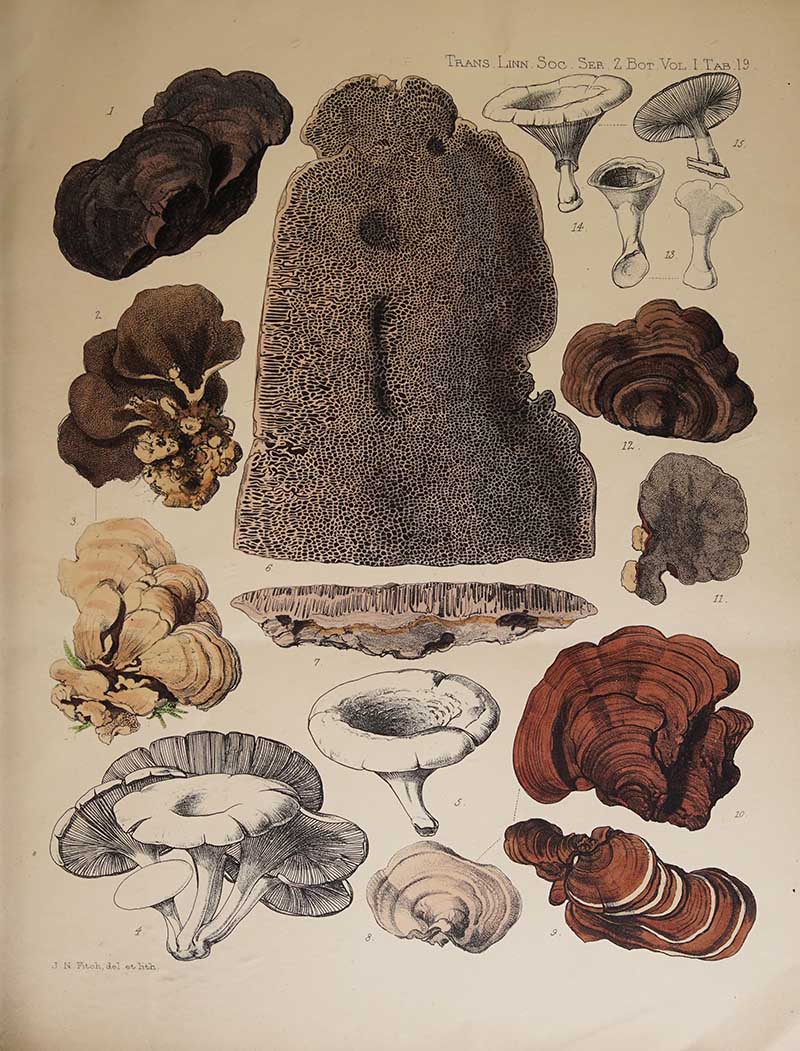 On a collection of fungi made by Mr. Sulpiz Kurz, Curator of the Botamic Garden, Calcutta
by Frederick Currey