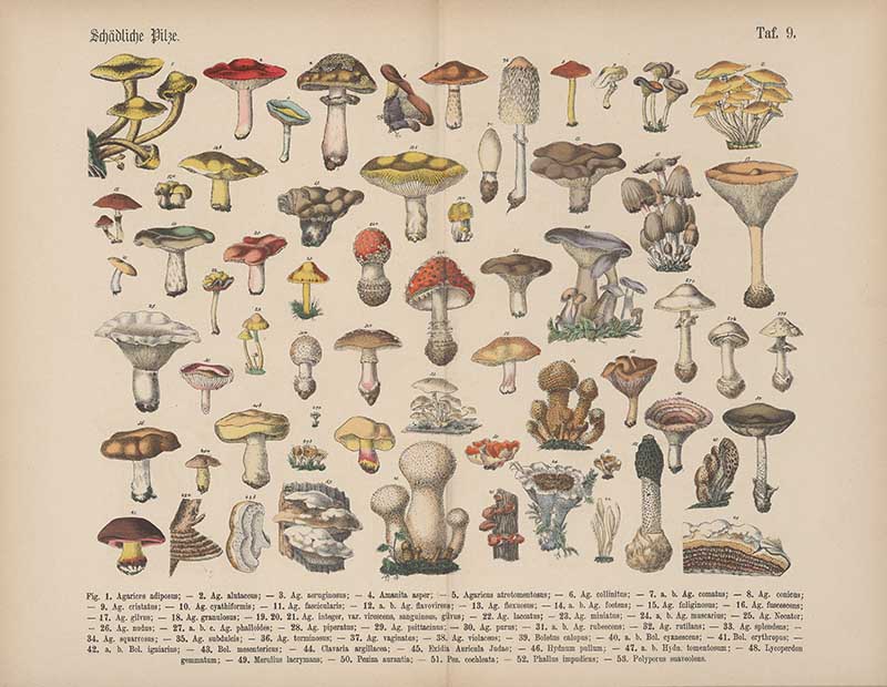 Carl hoffmann Mushroom Chart