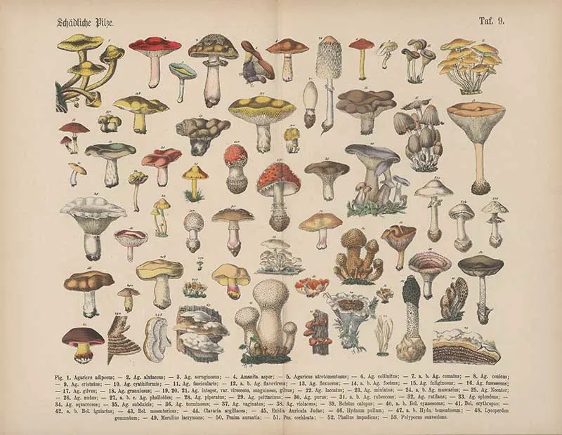 Carl hoffmann Mushroom Chart
