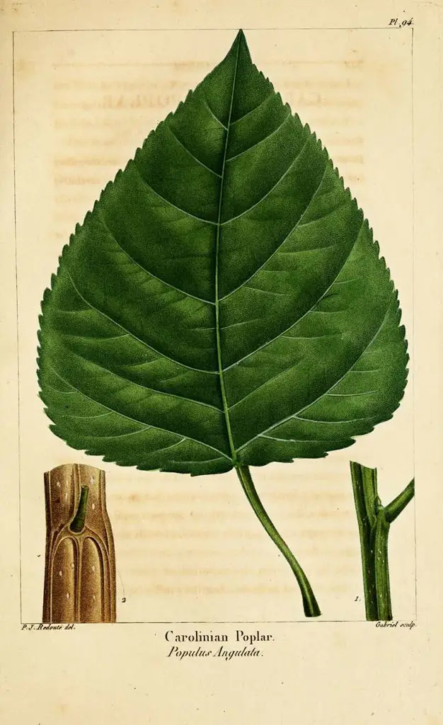 cottonwood poplar leaf botanical print