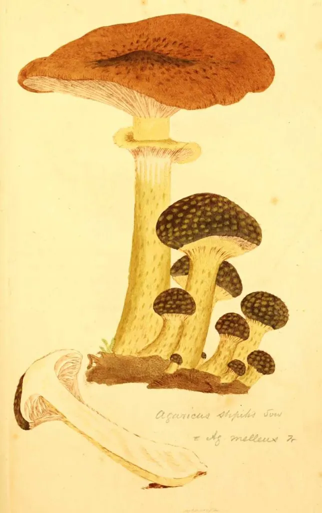 English mushrooms illustration