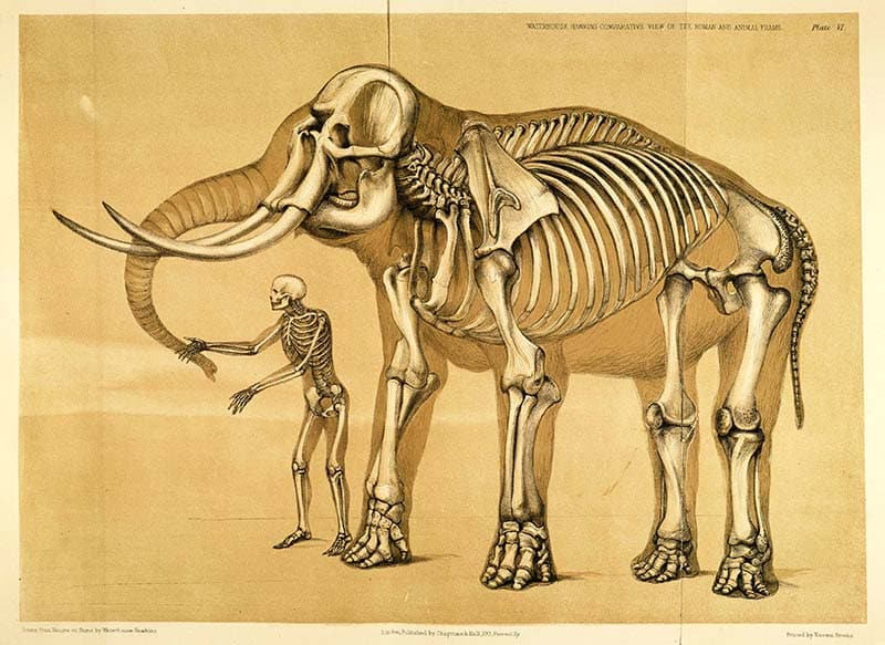comparative human and elephant skeleton