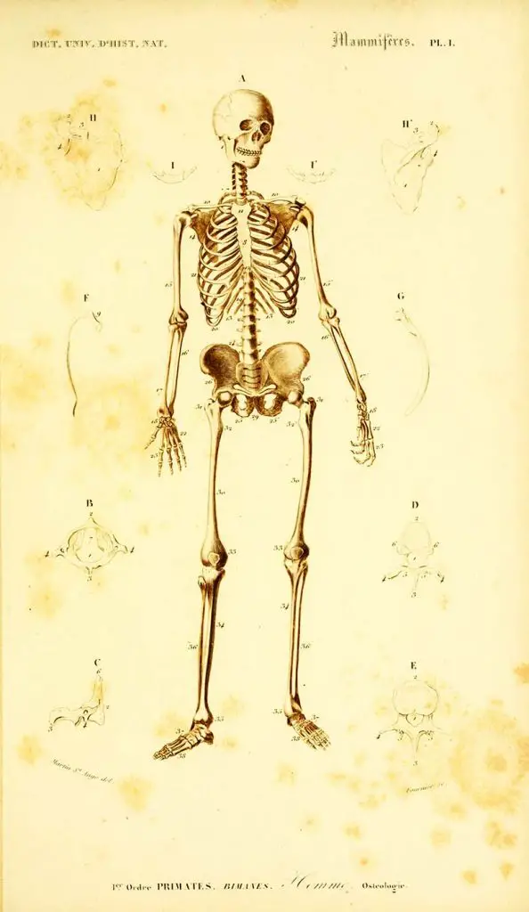 vintage skeletal drawing