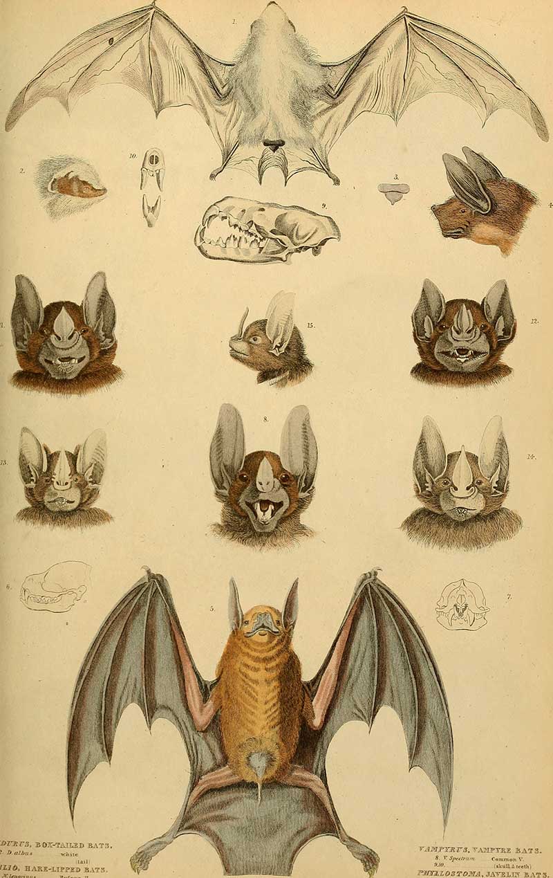 Vintage bat heads and bats 1839 from EdinBurgh Journal of Natural History