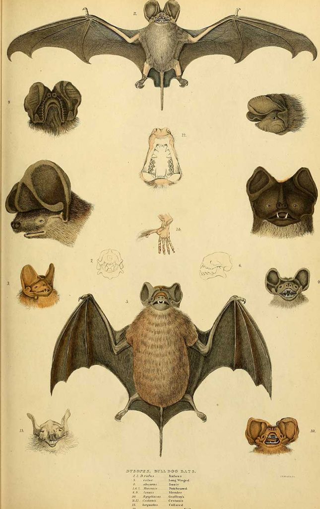 vintage bat poster