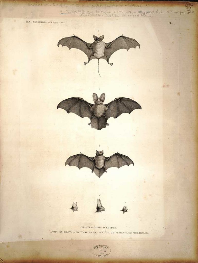 Egyptian bats